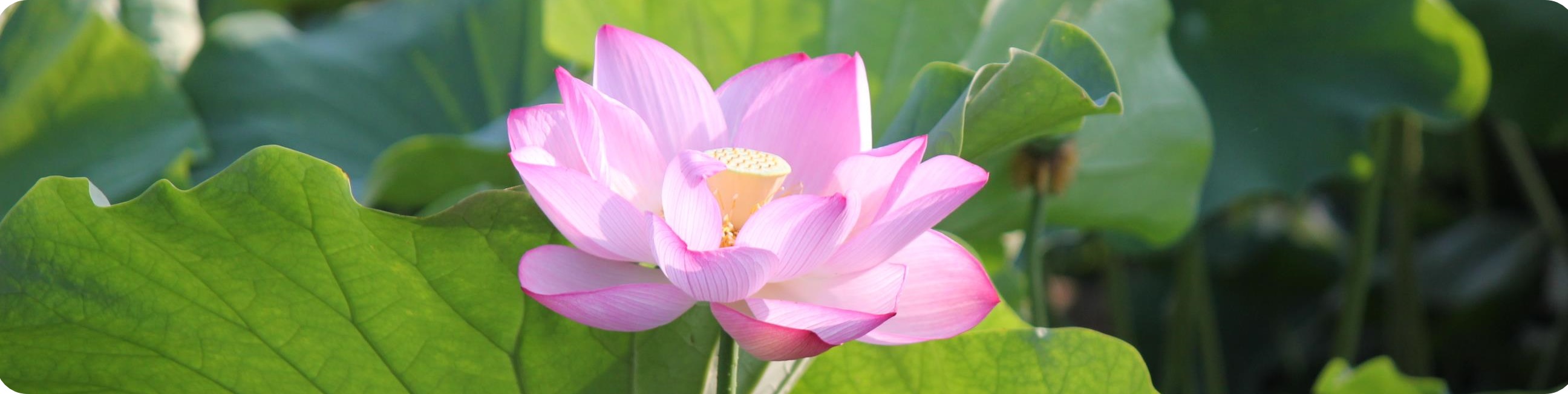 蓮の花