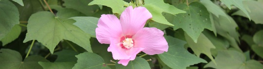 槿の花